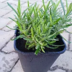 Lavandula angustifolia Munstead Lawenda wąskolistna- Rośliny od Ogrodnika Szkółka Barcikowscy