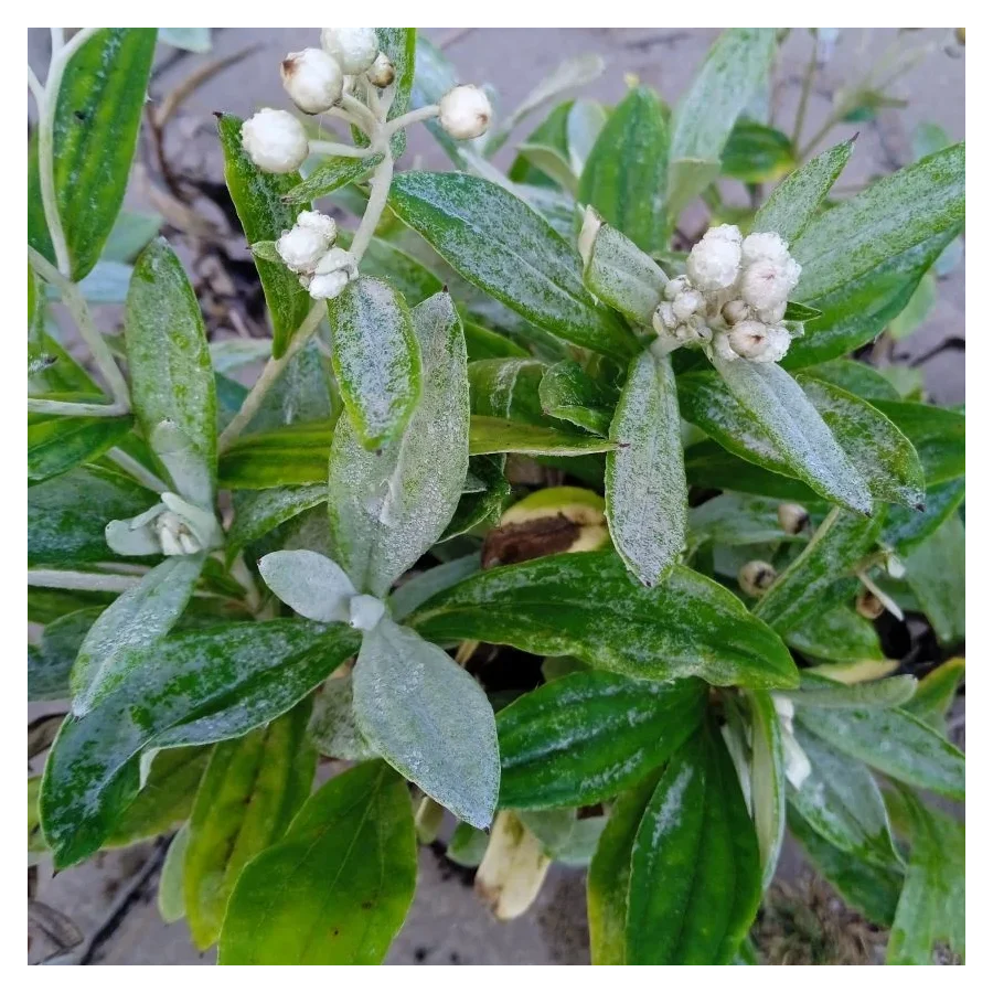 Anaphalis Triplinervis Silberregen Anafalis trójnerwowy- Rośliny od Ogrodnika Szkółka Barcikowscy