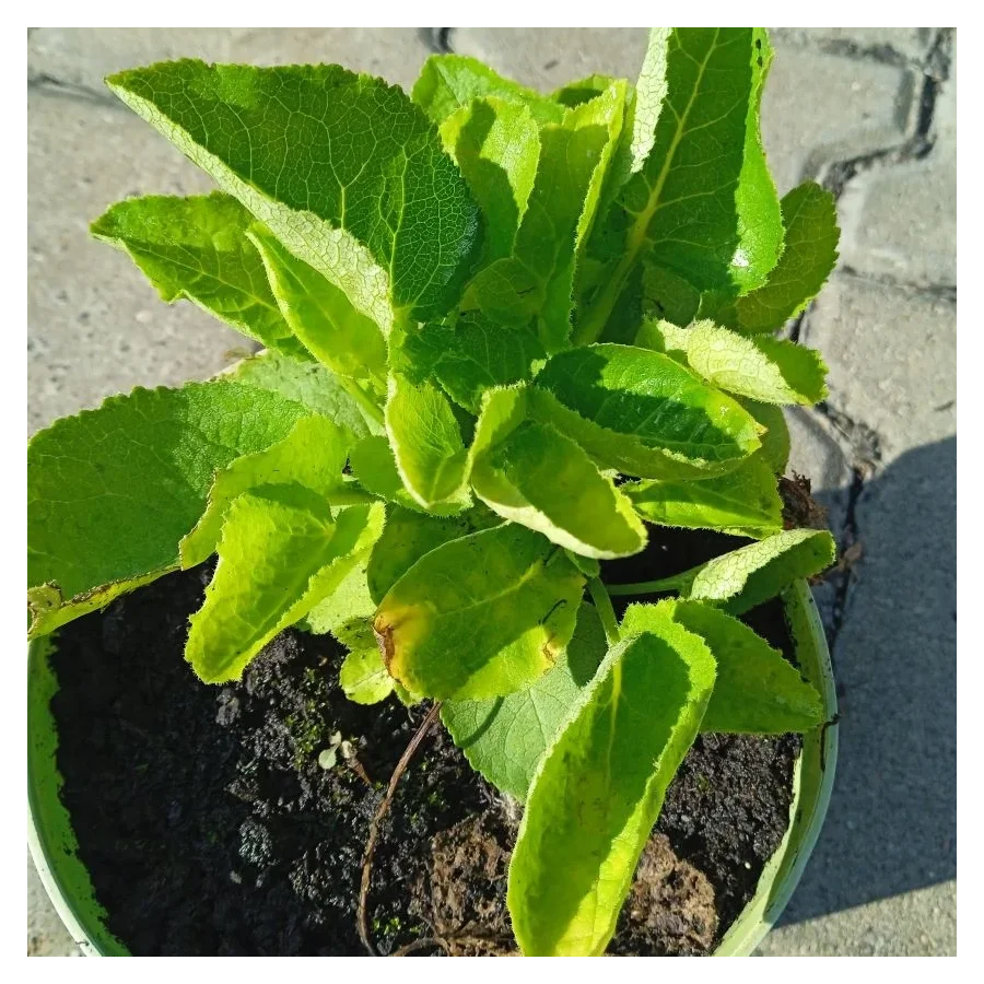 Campanula glomerata Genti Blue Dzwonek- Rośliny od Ogrodnika Szkółka Barcikowscy