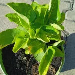 Campanula glomerata Genti Blue Dzwonek- Rośliny od Ogrodnika Szkółka Barcikowscy