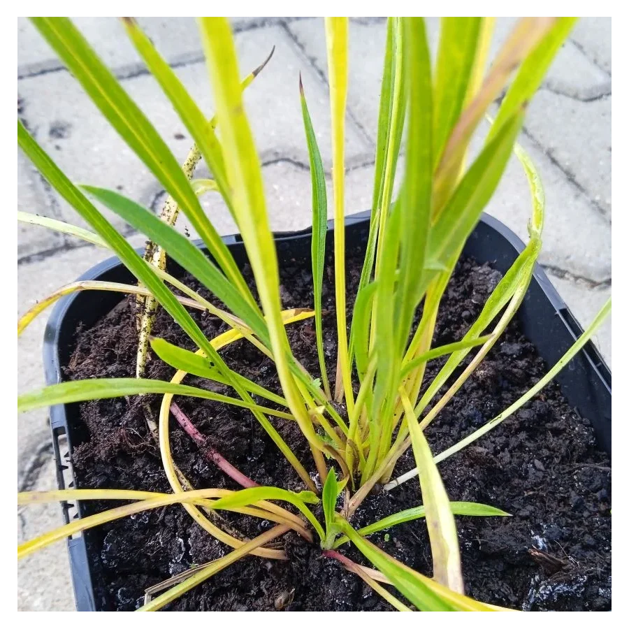 Scabiosa caucasica Perfecta Drakiew kaukaska - Rośliny od Ogrodnika Szkółka Barcikowscy
