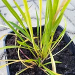 Scabiosa caucasica Perfecta Drakiew kaukaska - Rośliny od Ogrodnika Szkółka Barcikowscy