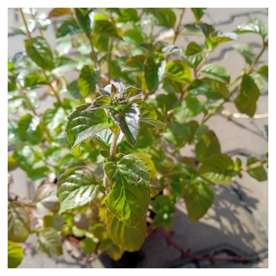 Mentha aquatica Marokkanische Mięta nawodna- Rośliny od Ogrodnika Szkółka Barcikowscy