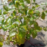 Mentha aquatica Marokkanische Mięta nawodna- Rośliny od Ogrodnika Szkółka Barcikowscy