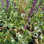 Salvia nemorosa Caradonna Szałwia omszona -Rośliny od Ogrodnika Szkółka Barcikowscy