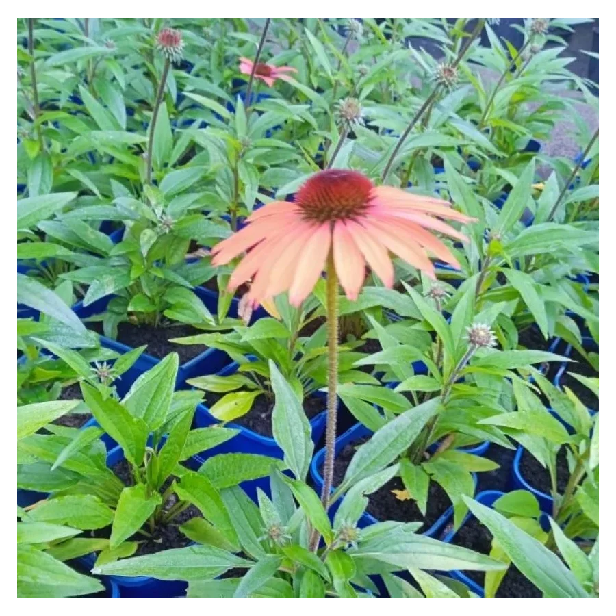 Echinacea SunMagic Vintage Orange Jeżówka- Rośliny od Ogrodnika Szkółka Barcikowscy