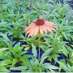 Echinacea SunMagic Vintage Orange Jeżówka- Rośliny od Ogrodnika Szkółka Barcikowscy