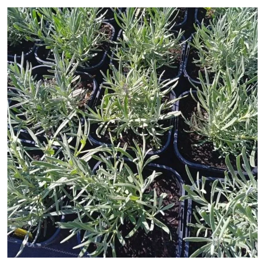 Lavandula angustifolia Grosso Lawenda wąskolistna- Rośliny od Ogrodnika Szkółka Barcikowscy