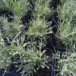 Lavandula angustifolia Grosso Lawenda wąskolistna- Rośliny od Ogrodnika Szkółka Barcikowscy