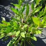 Gaura lindheimeri Gaura Lindheimera- Rośliny od Ogrodnika Szkółka Barcikowscy