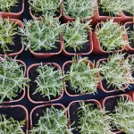 Lavandula Phenomenal (Pure Platinum) Lawenda- Rośliny od Ogrodnika Szkółka Barcikowscy