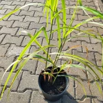 Miscanthus sinensis Memory Miskant chiński - Rośliny od Ogrodnika Szkółka Barcikowscy