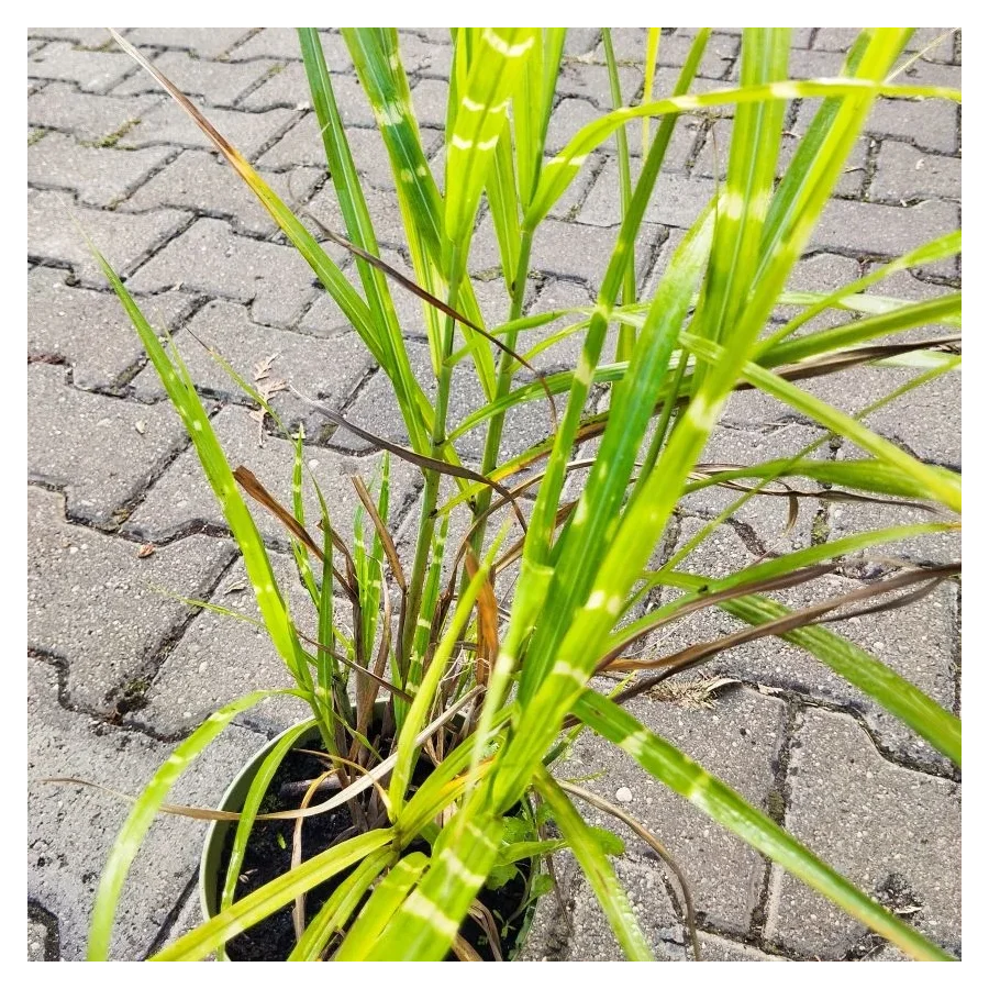 Miscanthus sinensis Zebrinus Miskant chiński- Rośliny od Ogrodnika Szkółka Barcikowscy