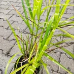 Miscanthus sinensis Zebrinus Miskant chiński- Rośliny od Ogrodnika Szkółka Barcikowscy