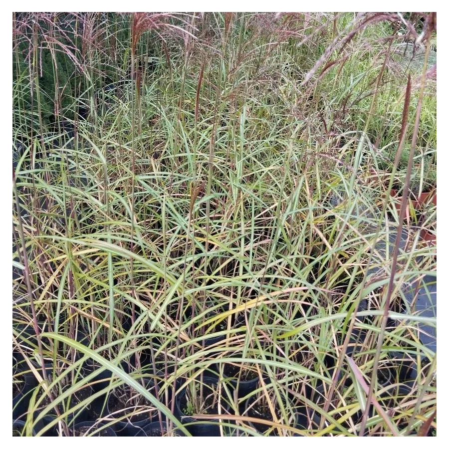 Miscanthus sinensis Malepartus Miskant chiński-Rośliny od Ogrodnika Szkółka Barcikowscy