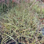 Miscanthus sinensis Malepartus Miskant chiński-Rośliny od Ogrodnika Szkółka Barcikowscy