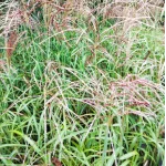 Miscanthus sinensis Nishidake  Miskant chiński - Rośliny od Ogrodnika Szkółka Barcikowscy