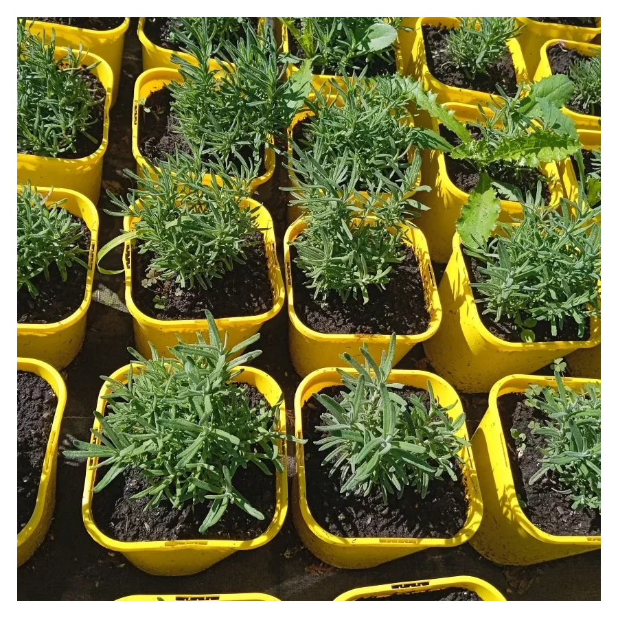 Lavandula stoechas Blue Star Lawenda Francuska-Rośliny od Ogrodka Szkółka Barcikowscy