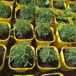 Lavandula stoechas Blue Star Lawenda Francuska-Rośliny od Ogrodka Szkółka Barcikowscy