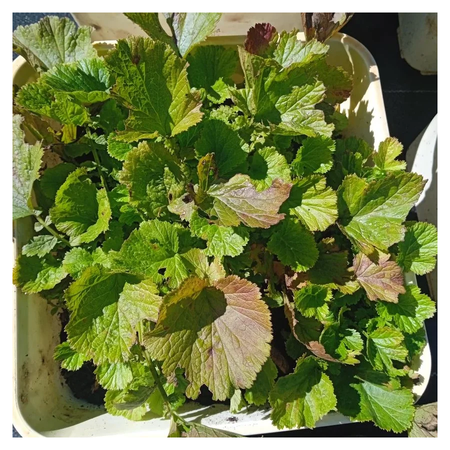 Geum Cocktail Tequila Sunrise Kuklik- Rośliny od Ogrodnika Szkółka Barcikowscy