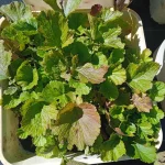 Geum Cocktail Tequila Sunrise Kuklik- Rośliny od Ogrodnika Szkółka Barcikowscy