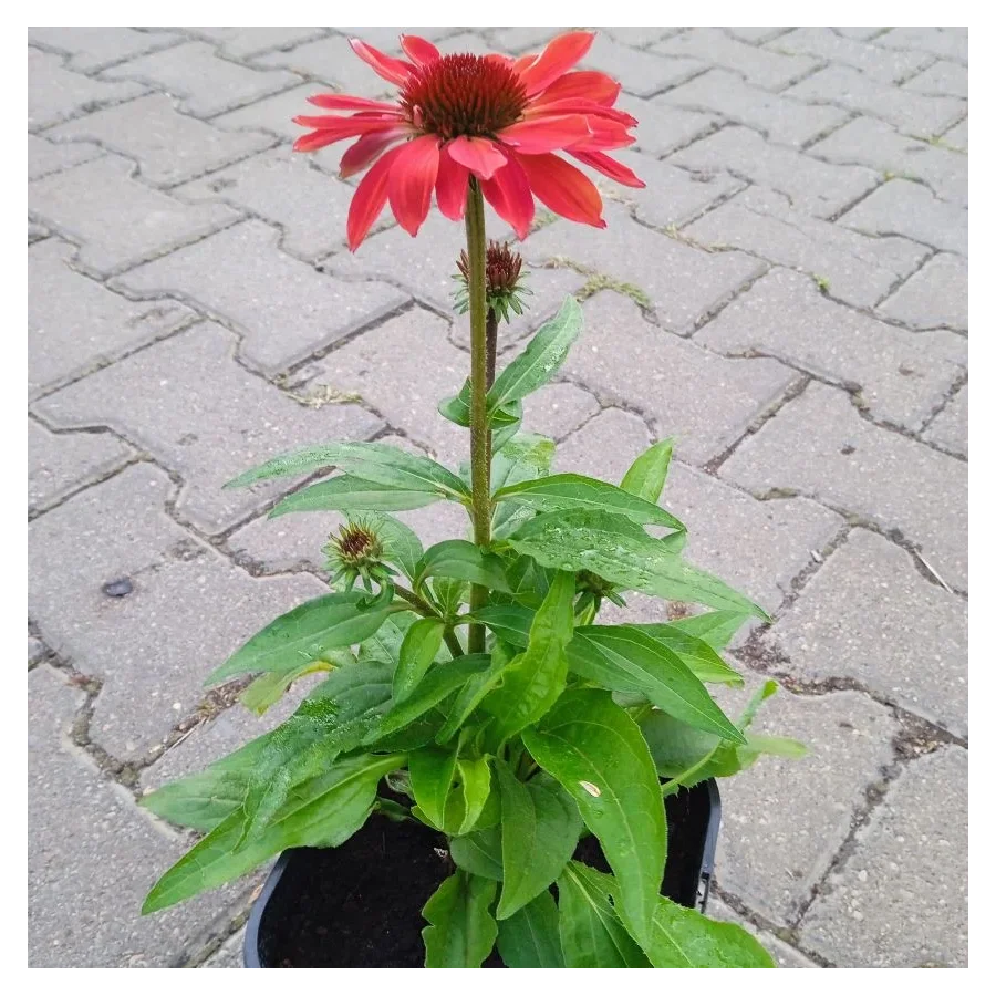 Echinacea SunMagic Fantastic Ruby Jeżówka- Rośliny od Ogrodnika Szkółka Barcikowscy