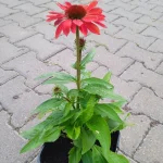 Echinacea SunMagic Fantastic Ruby Jeżówka- Rośliny od Ogrodnika Szkółka Barcikowscy