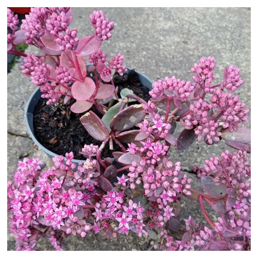 Sedum Sunsparkler Cherry Tart Rozchodnik-Rośliny od Ogrodnika Szkółka Barcikowscy