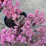 Sedum Sunsparkler Cherry Tart Rozchodnik-Rośliny od Ogrodnika Szkółka Barcikowscy