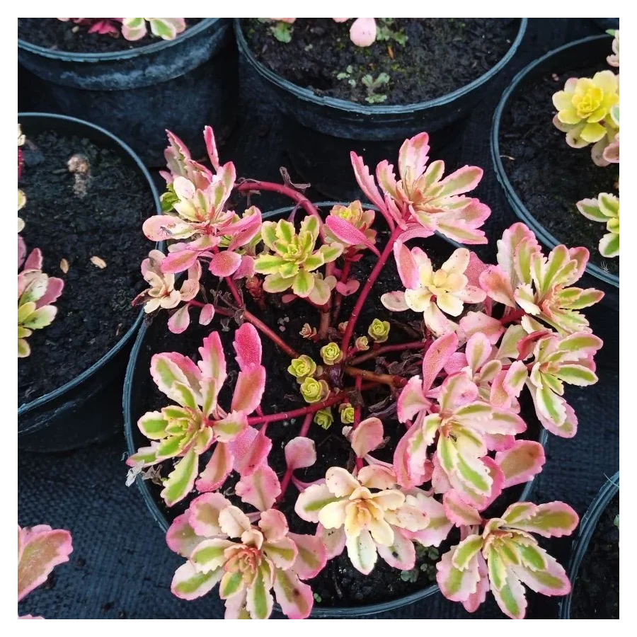 Sedum kamtschaticum Variegatum Rozchodnik kamczacki- Rośliny od Ogrodnika Szkółka Barcikowscy