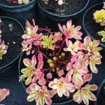 Sedum kamtschaticum Variegatum Rozchodnik kamczacki- Rośliny od Ogrodnika Szkółka Barcikowscy