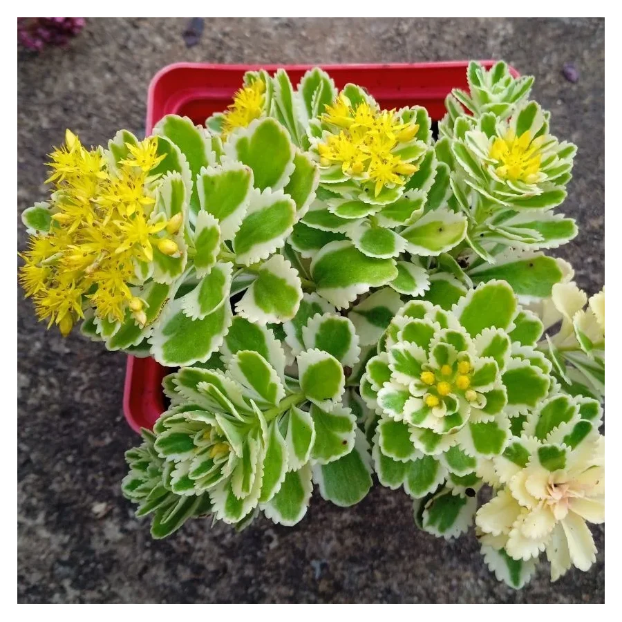 Sedum takesimense Atlantis Rozchodnik- Rośliny od Ogrodnika Szkółka Barcikowscy