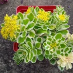 Sedum takesimense Atlantis Rozchodnik- Rośliny od Ogrodnika Szkółka Barcikowscy