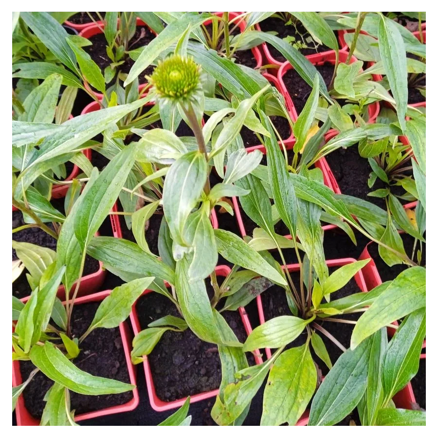 Echinacea Hot Papaya Jeżówka-Rośliny od Ogrodnika Szkółka Barcikowscy