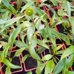 Echinacea Hot Papaya Jeżówka-Rośliny od Ogrodnika Szkółka Barcikowscy