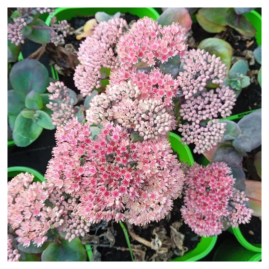 Sedum hybridum Globe Pink Rozchodnik- Rośliny od Ogrodnika Szkółka Barcikowscy