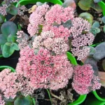 Sedum hybridum Globe Pink Rozchodnik- Rośliny od Ogrodnika Szkółka Barcikowscy