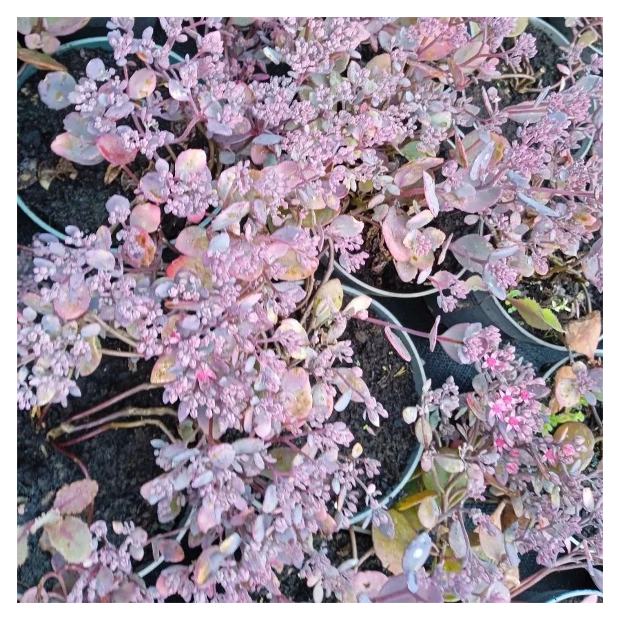 Sedum hybridum Red Sparkle Rozchodnik- Rośliny od Ogrodnika Szkółka Barcikowscy
