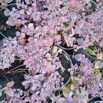 Sedum hybridum Red Sparkle Rozchodnik- Rośliny od Ogrodnika Szkółka Barcikowscy