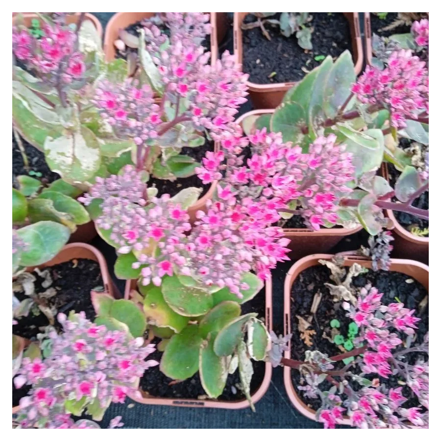 Sedum telephium Thunderhead Rozchodnik-Rośliny od Ogrodnika Szkółka Barcikowscy