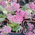 Sedum telephium Thunderhead Rozchodnik-Rośliny od Ogrodnika Szkółka Barcikowscy