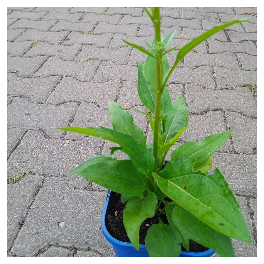 Echinacea Orange Skipper Jeżówka- Rośliny od Ogrodnika Szkółka Barcikowscy