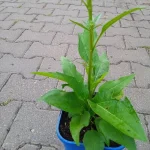 Echinacea Orange Skipper Jeżówka- Rośliny od Ogrodnika Szkółka Barcikowscy