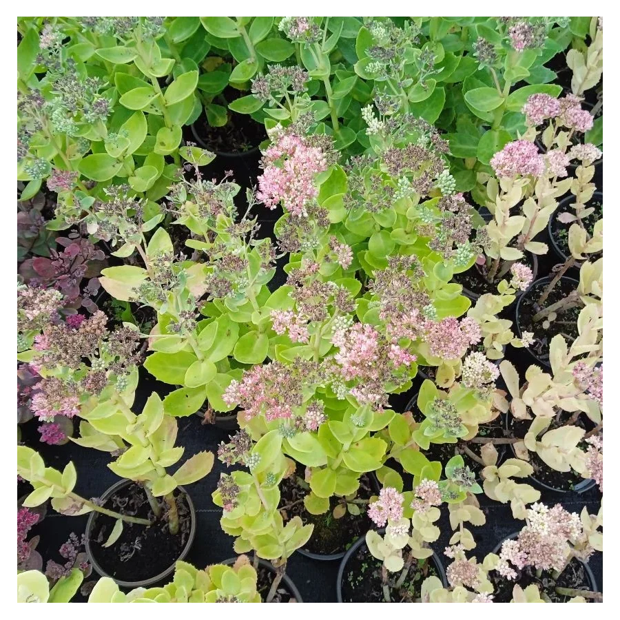Sedum telephium Herbstfreunde Rozchodnik wielki- Rośliny od Ogrodnika Szkółka Barcikowscy