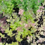 Sedum telephium Herbstfreunde Rozchodnik wielki- Rośliny od Ogrodnika Szkółka Barcikowscy