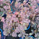 Sedum cauticola Red Canyon Rozchodnik skalny- Rośliny od Ogrodnika Szkółka Barcikowscy