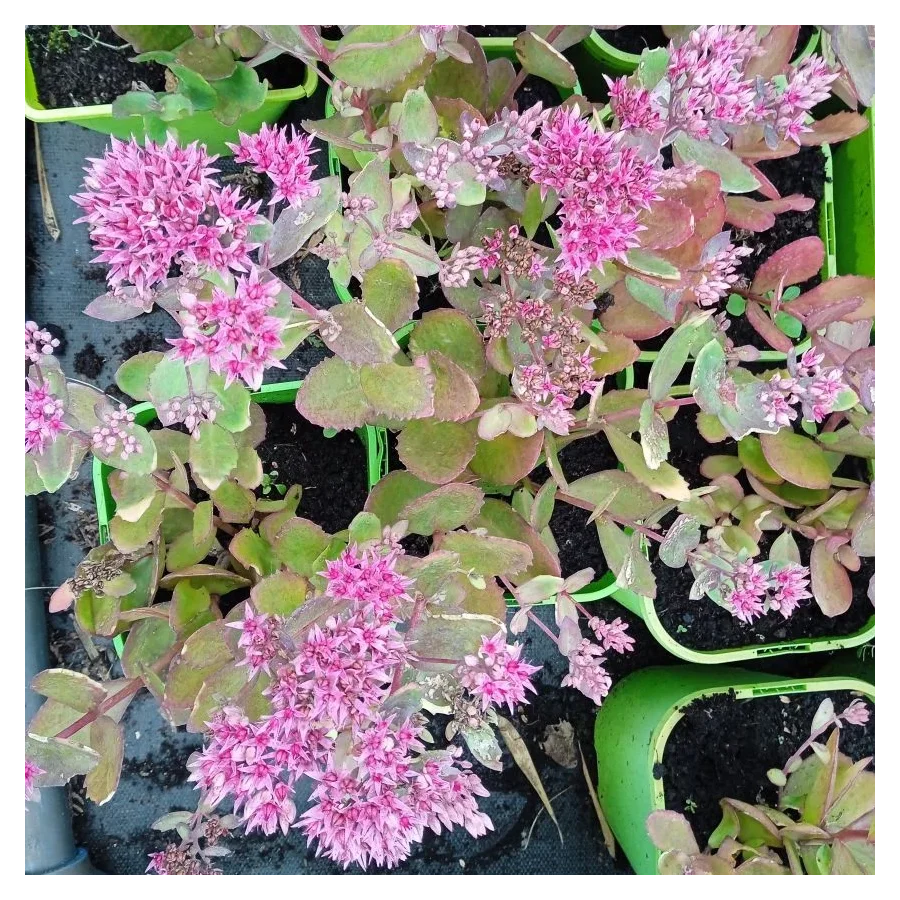 Sedum telephium Cloud Walker Rozchodnik karpacki Szkółka Barcikowscy