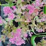 Sedum telephium Cloud Walker Rozchodnik karpacki Szkółka Barcikowscy