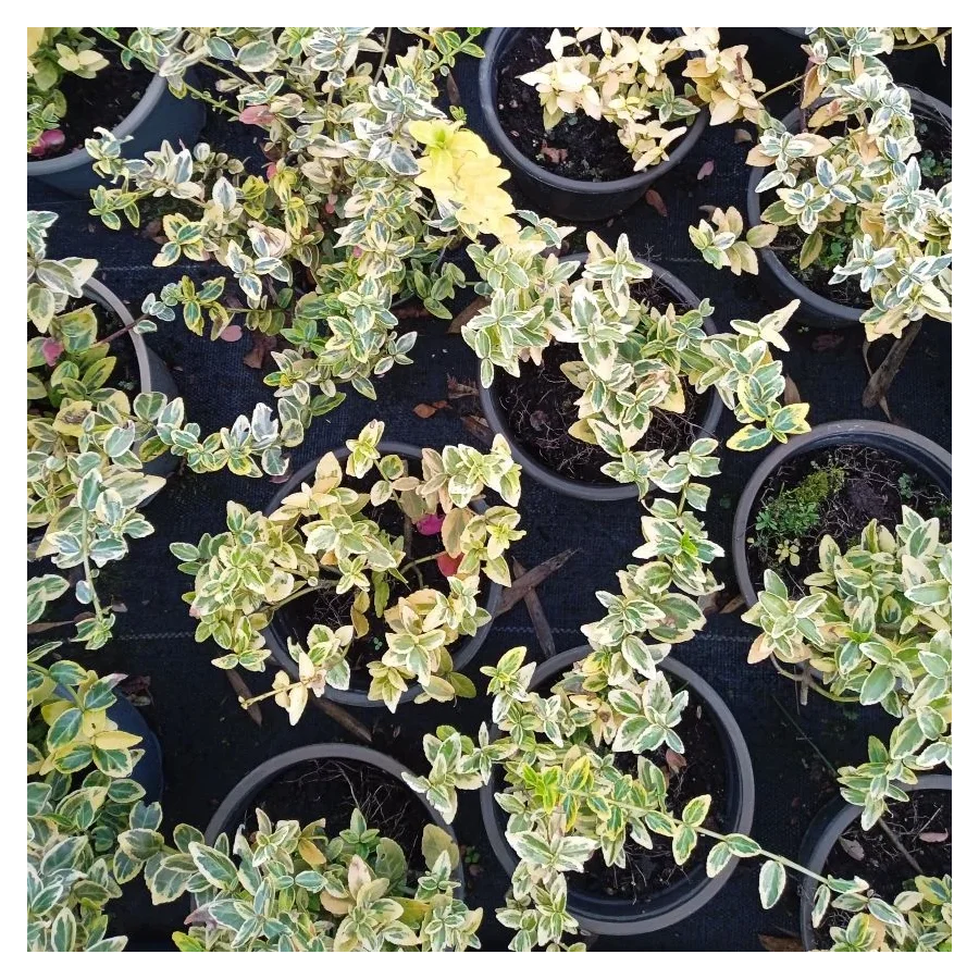 Euonymus Emerald 'n' Gold Trzmielina - Rośliny od Ogrodnika Szkółka Barcikowscy