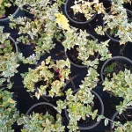 Euonymus Emerald 'n' Gold Trzmielina - Rośliny od Ogrodnika Szkółka Barcikowscy